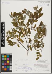 Salix appendiculata Vill. x Salix waldsteiniana Willd.